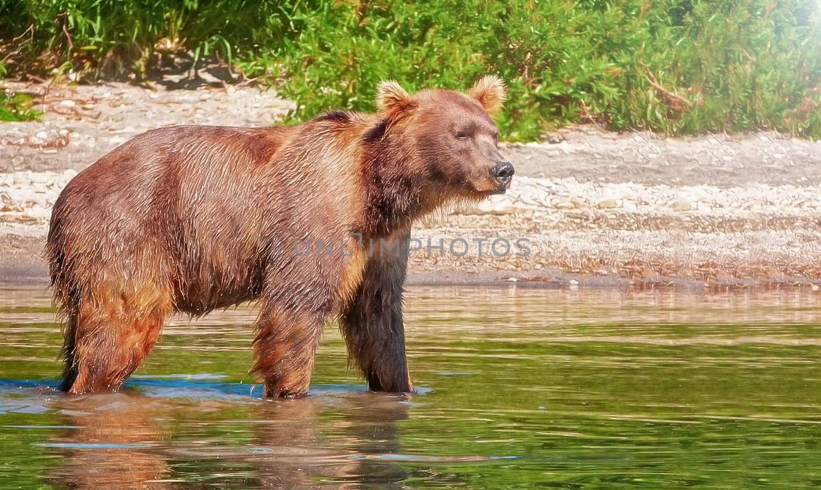 The Kamchatka brown bear on the lake in summer