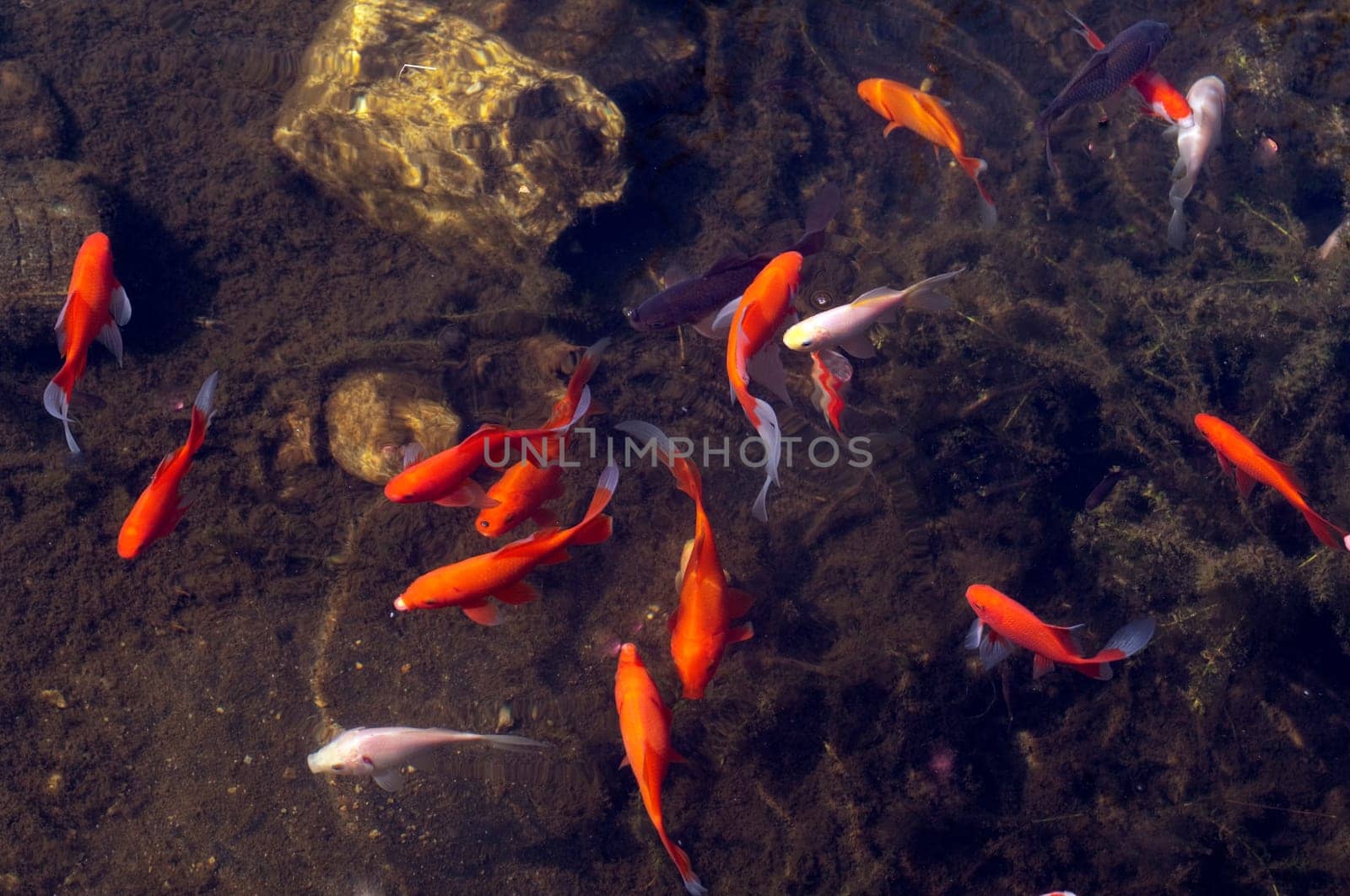Goldfische, Carassius auratus