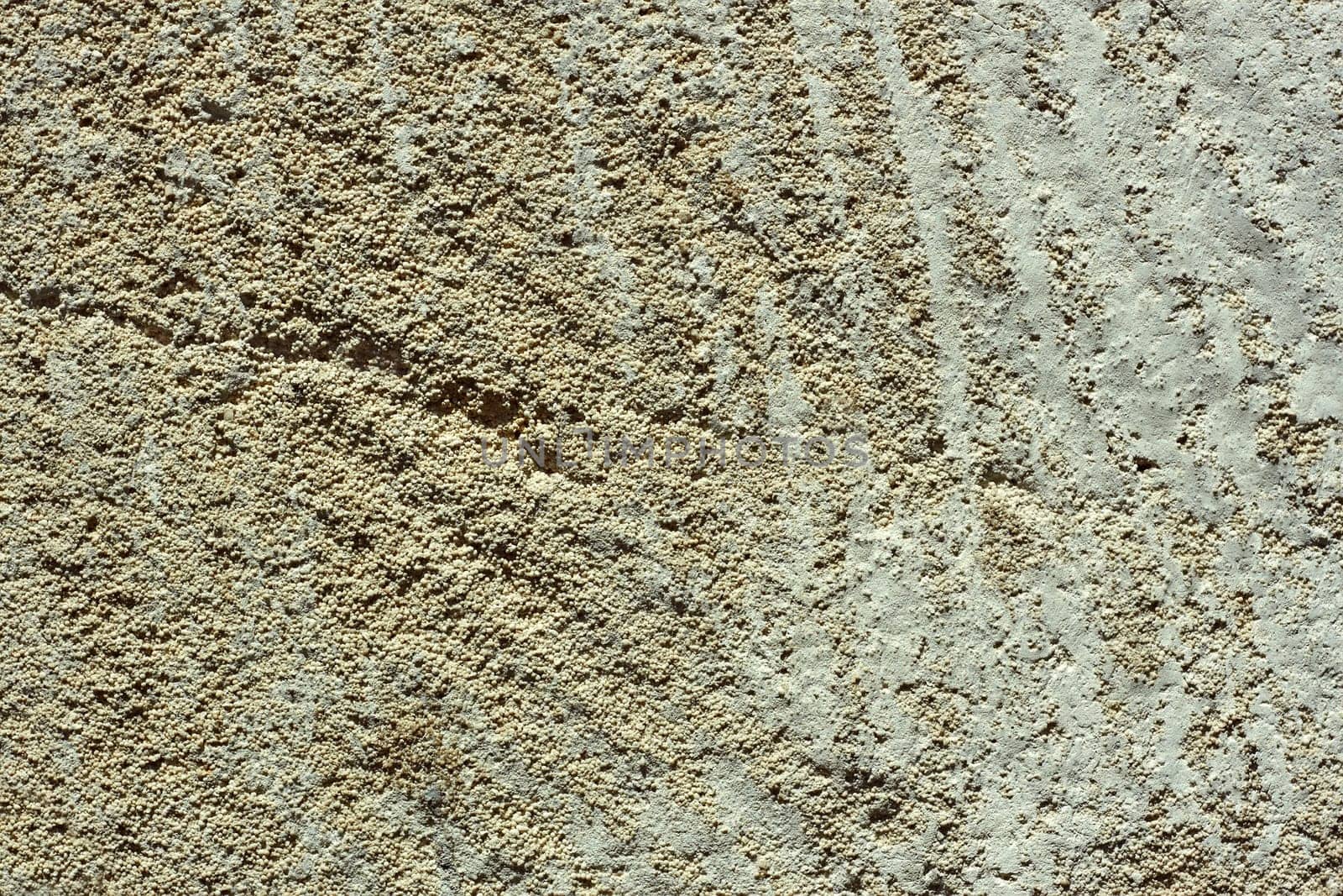Detailed macro cutting of limestone with many small petrified shells of small molluscs