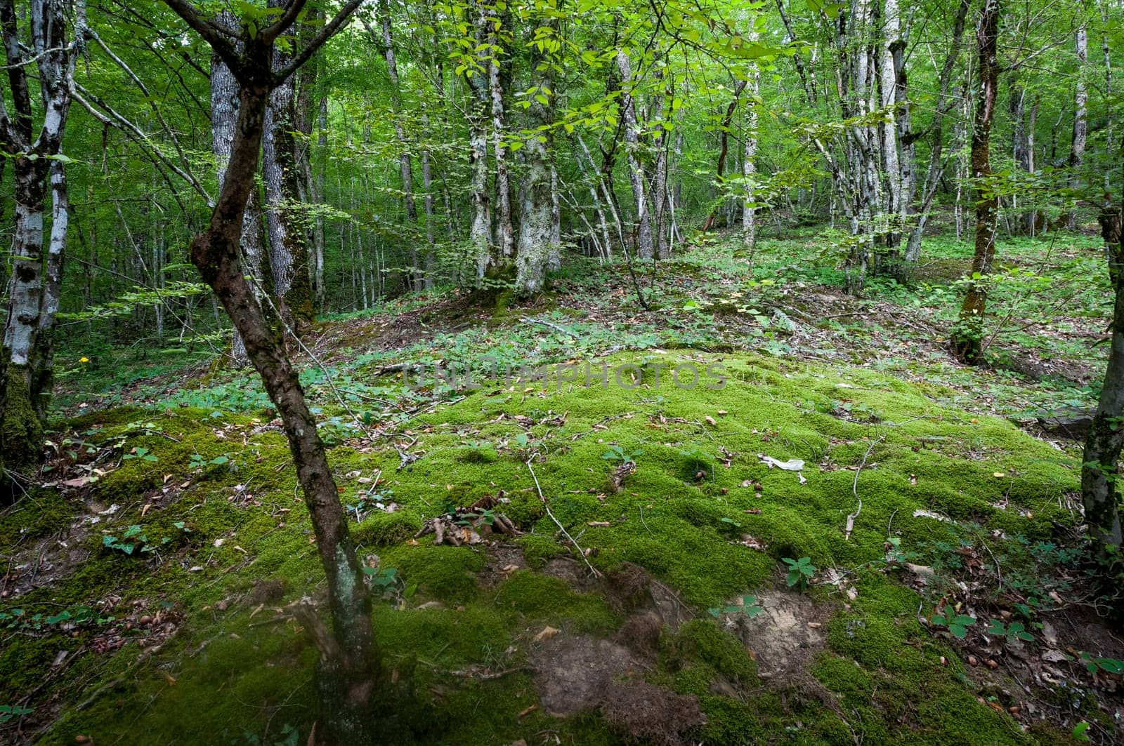 Russian forest near sochi with nice musk floor