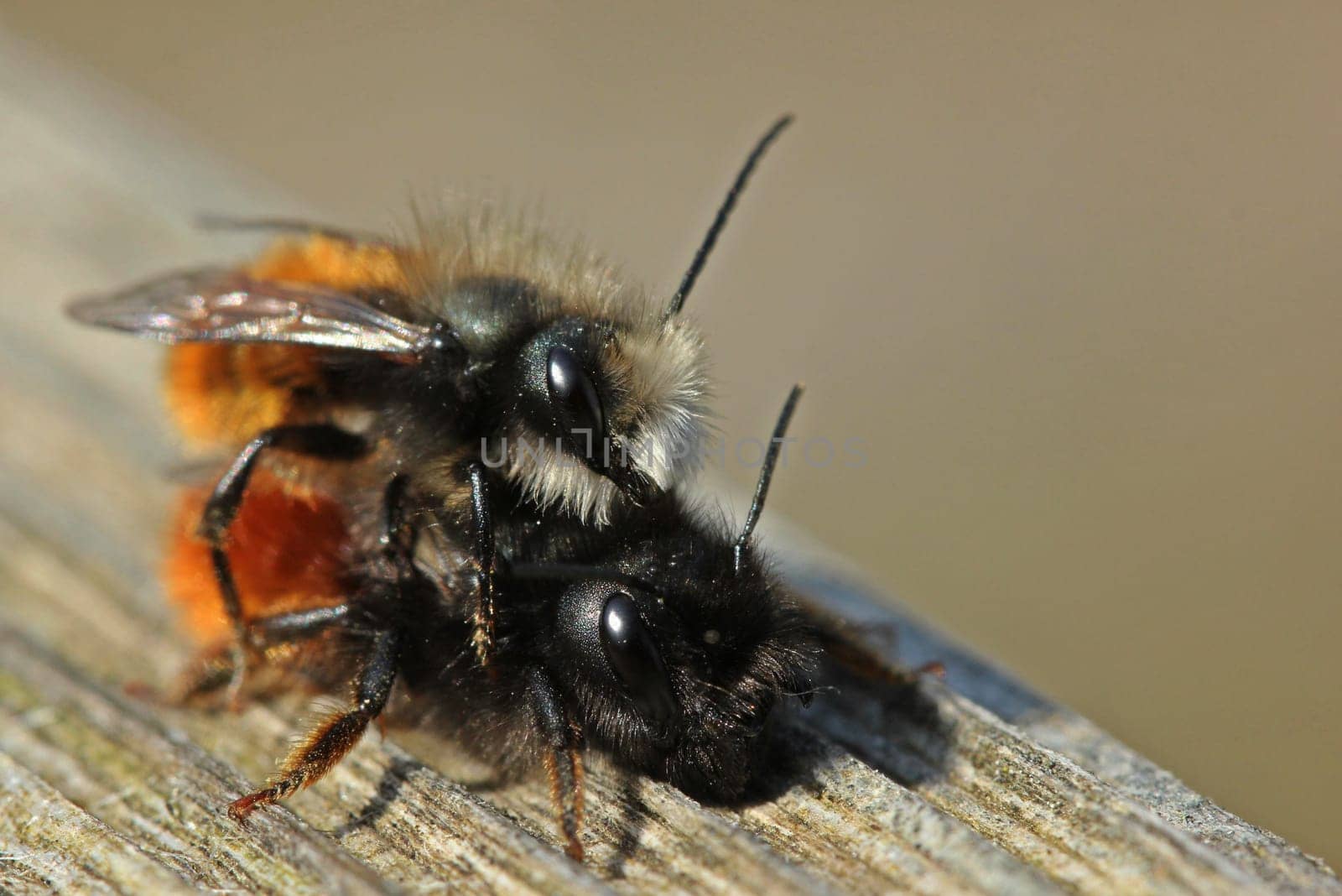 Horned wall bees (Osmia cornuta) during mating