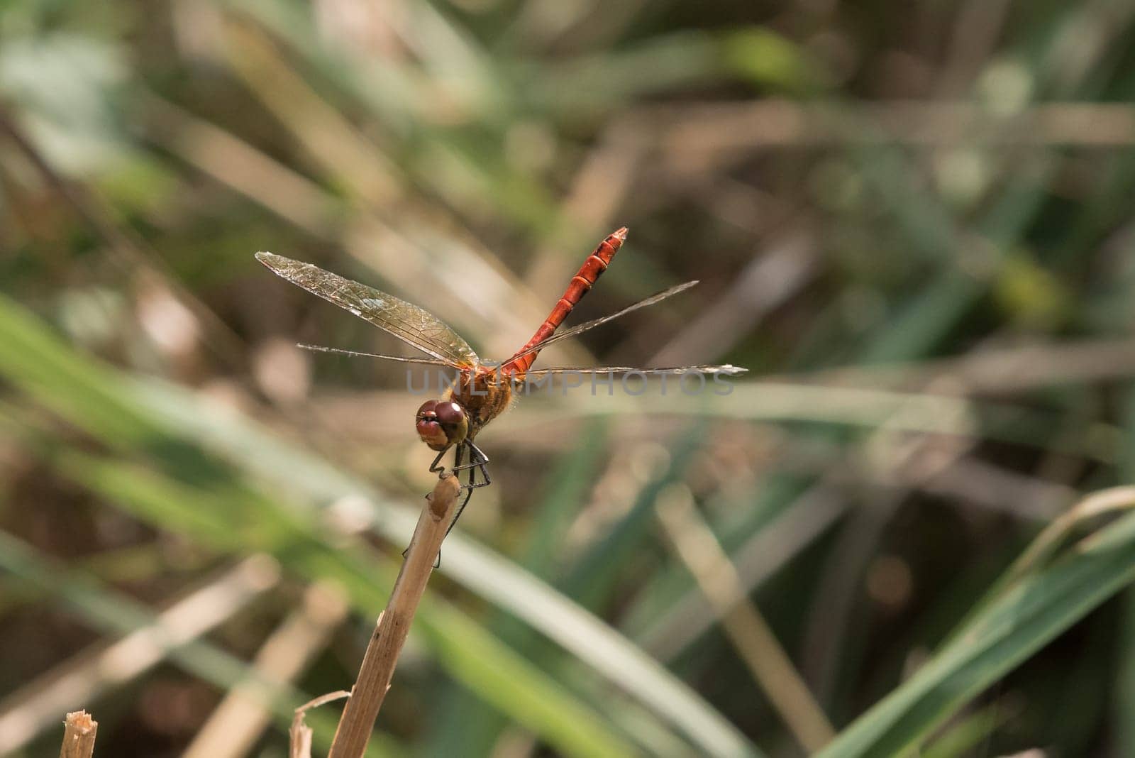 A Red Dragonfly resting on grass