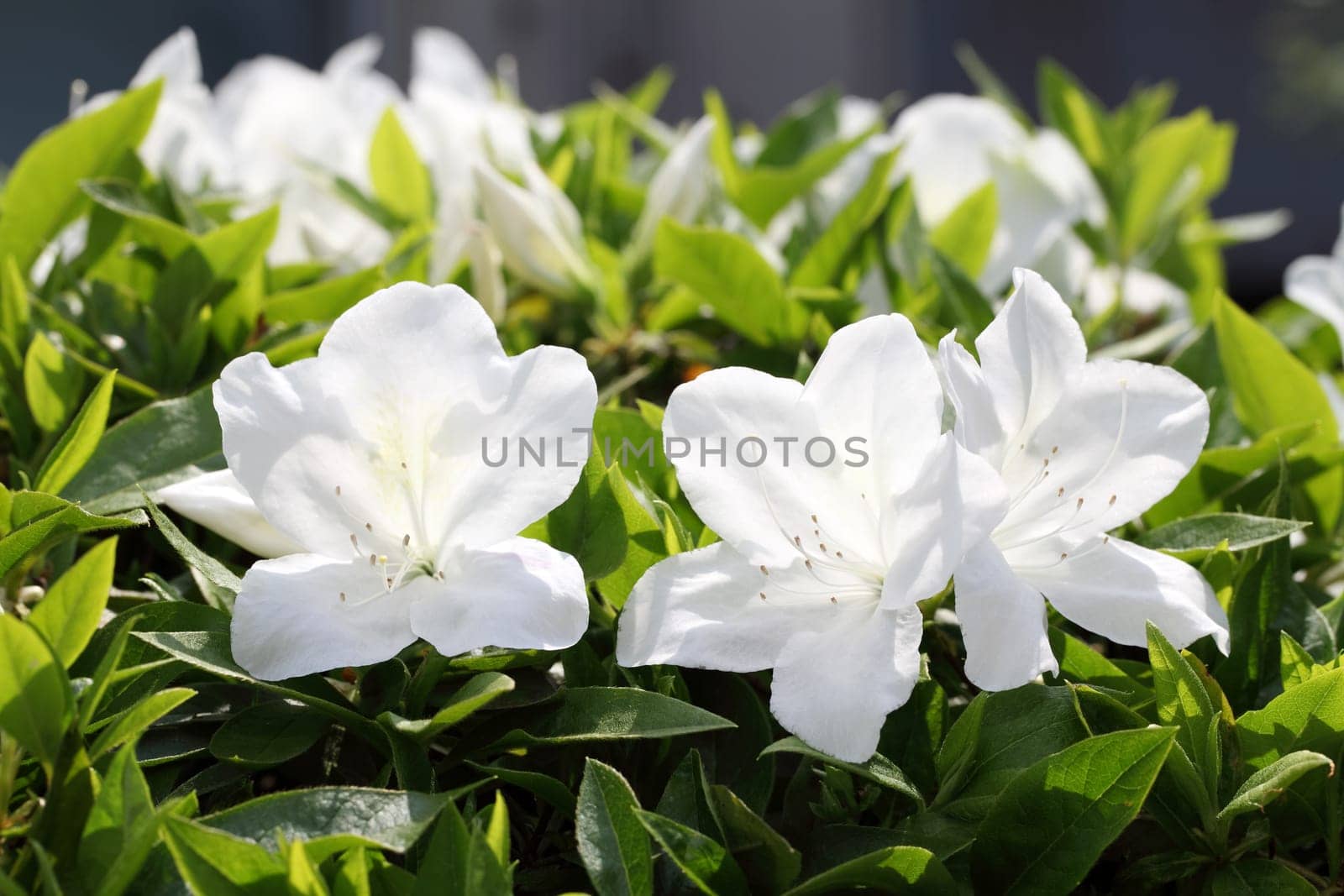 blooming white azalea flowers