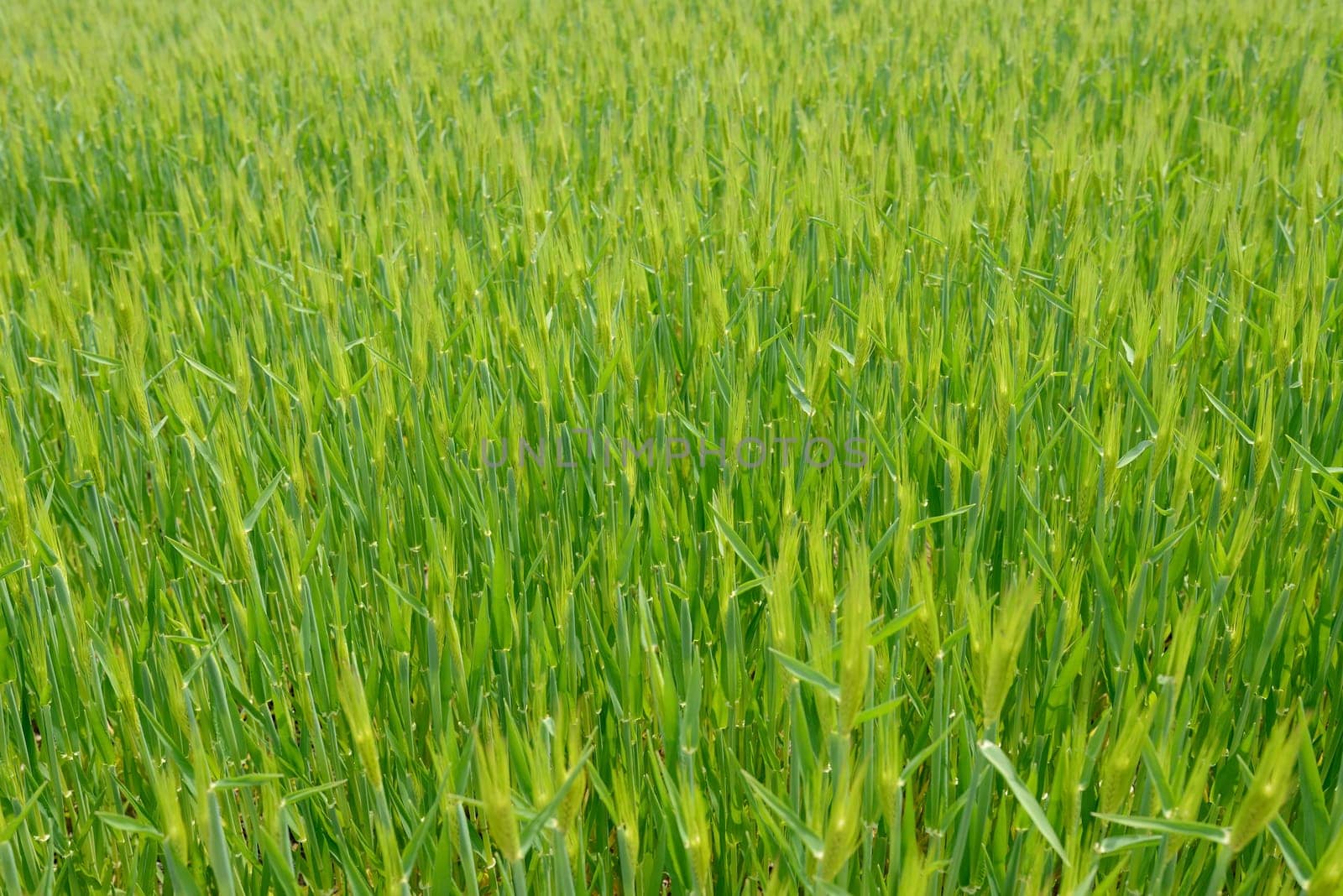 green field of wheat