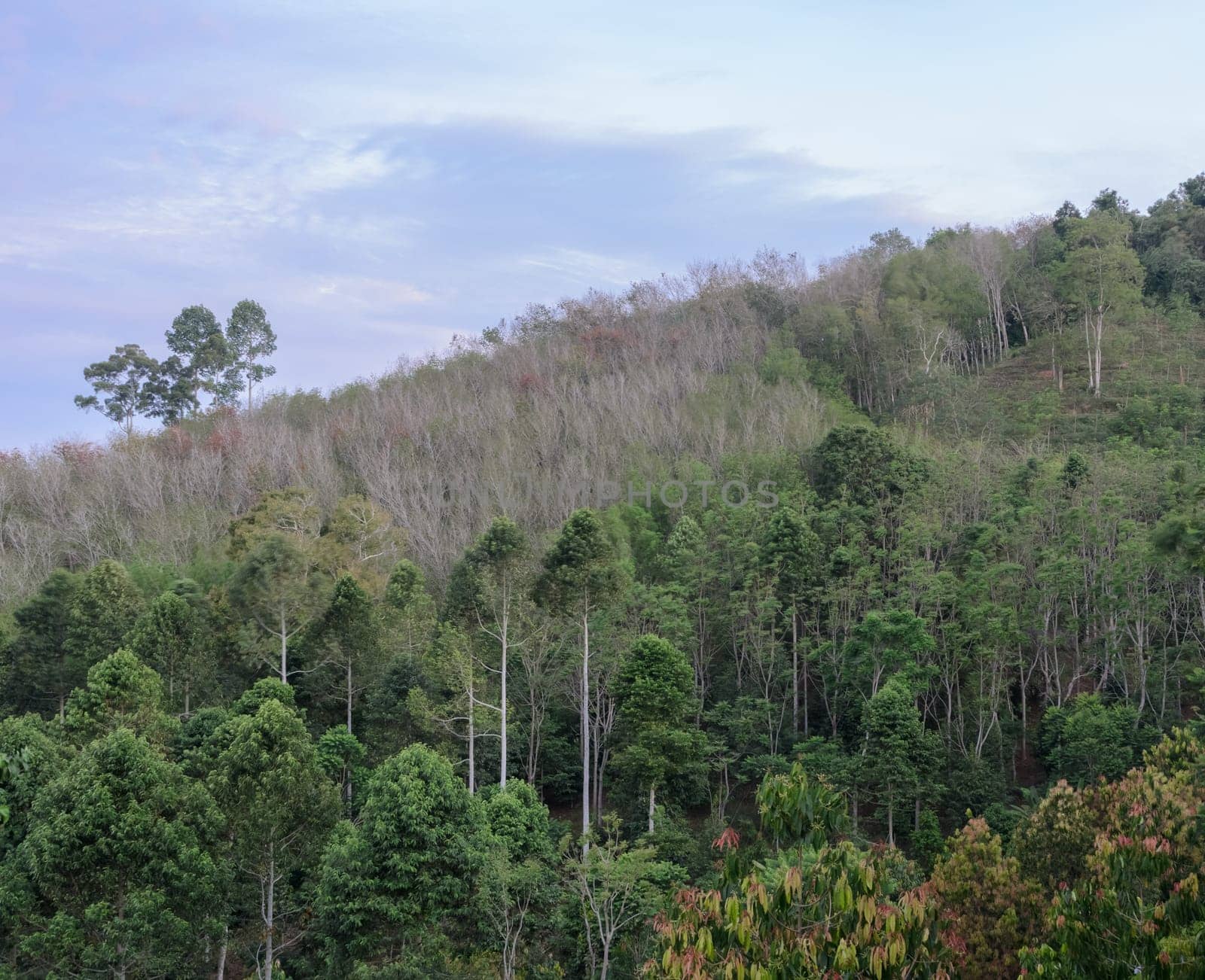 Green forest mountain and plantation in Thailand