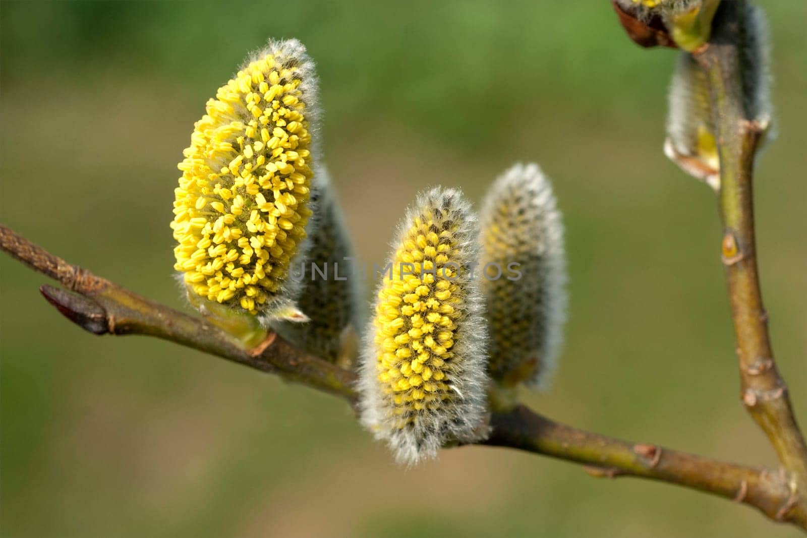 Weidenkaetzchen  Weide  weiden  Laubbaum  Baum  Fruehling