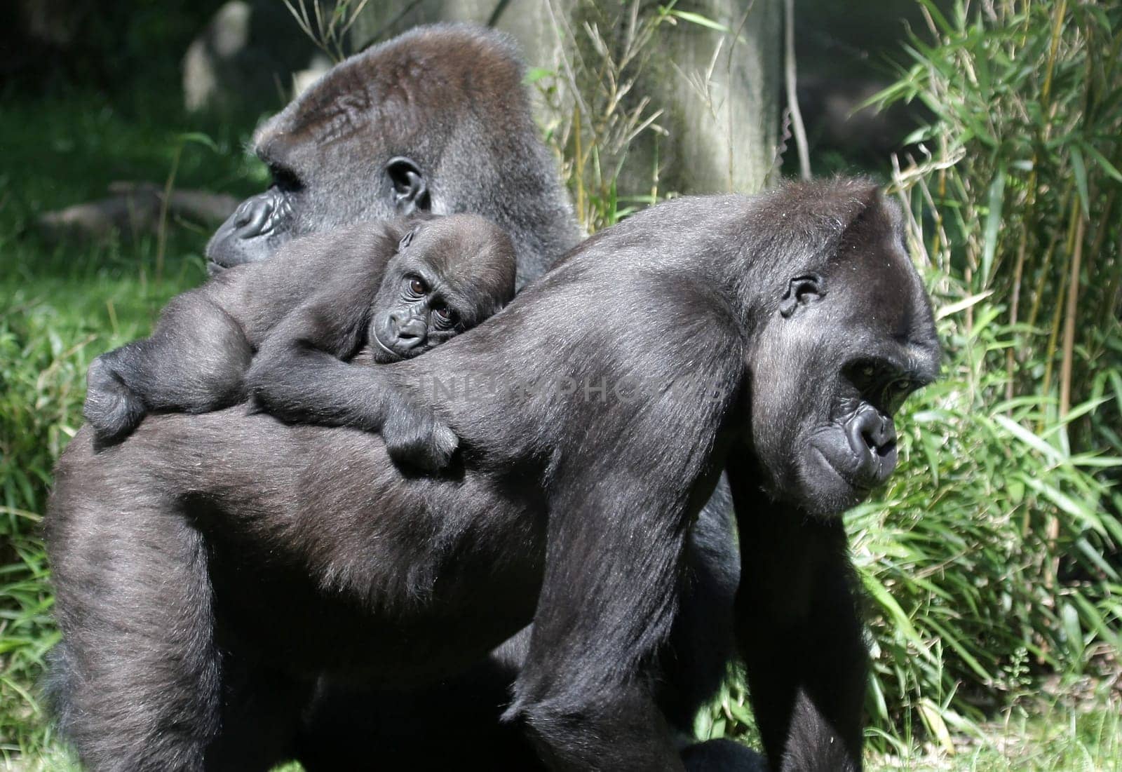 GorillaFamily