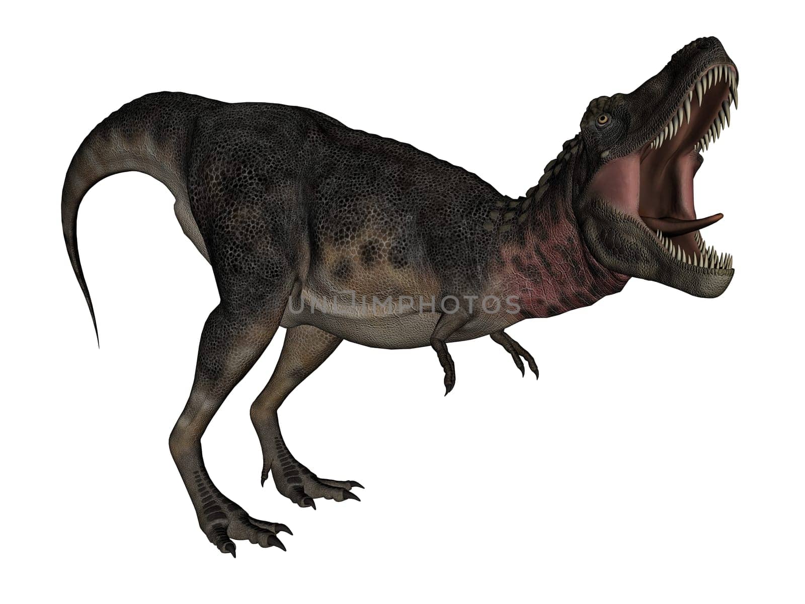 Tarbosaurus dinosaur roaring isolated in white background - 3D render