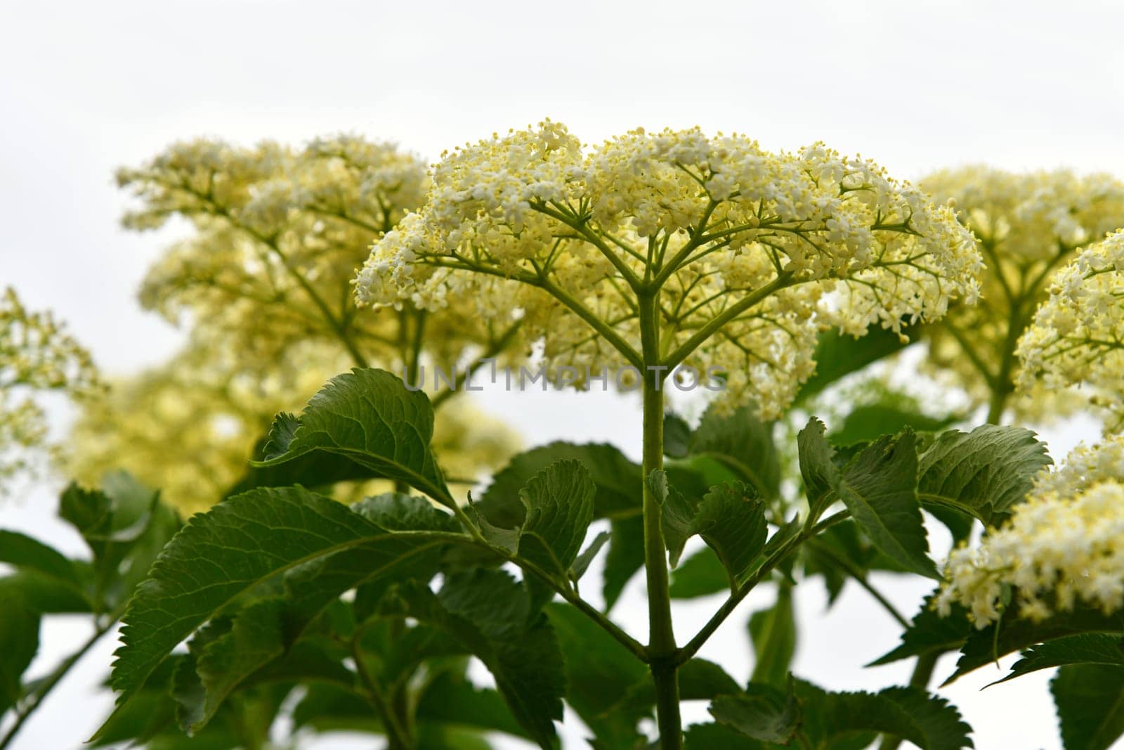 Sambucus nigra in summer