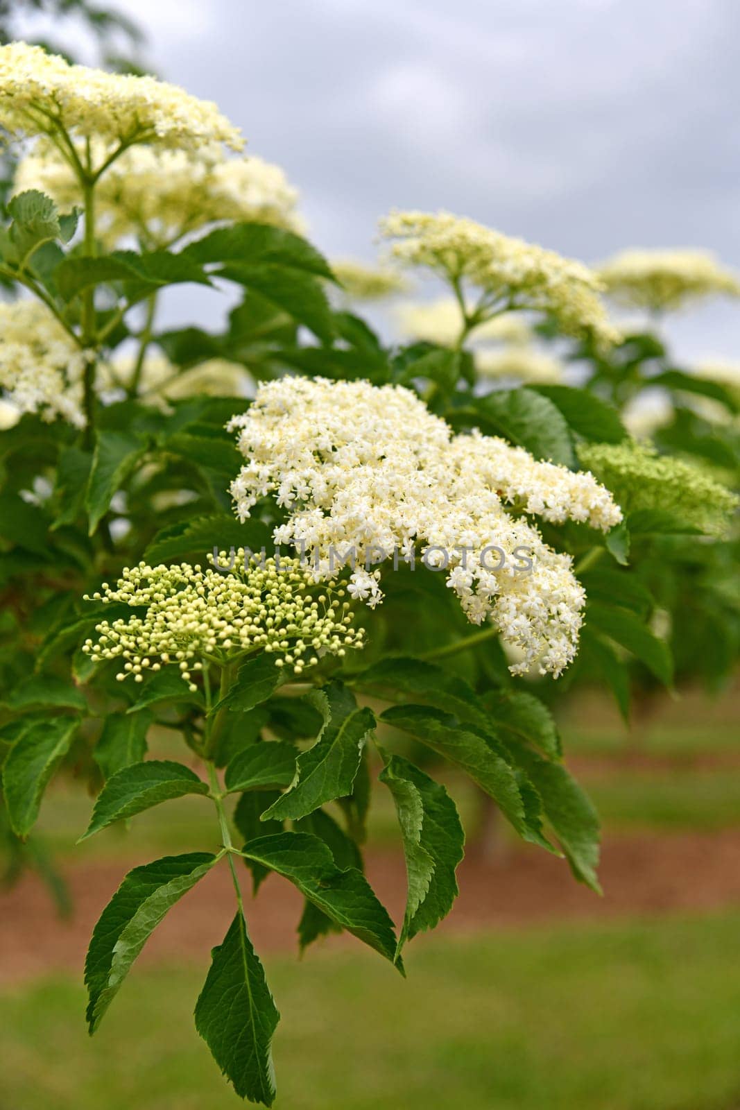 Sambucus nigra in summer