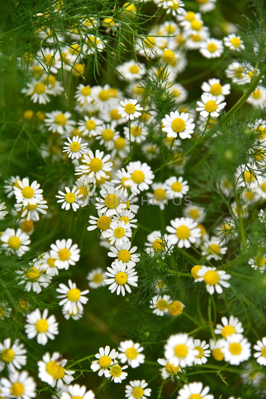 Matricaria chamomilla