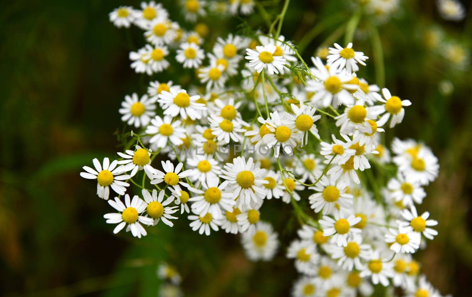 Matricaria chamomilla
