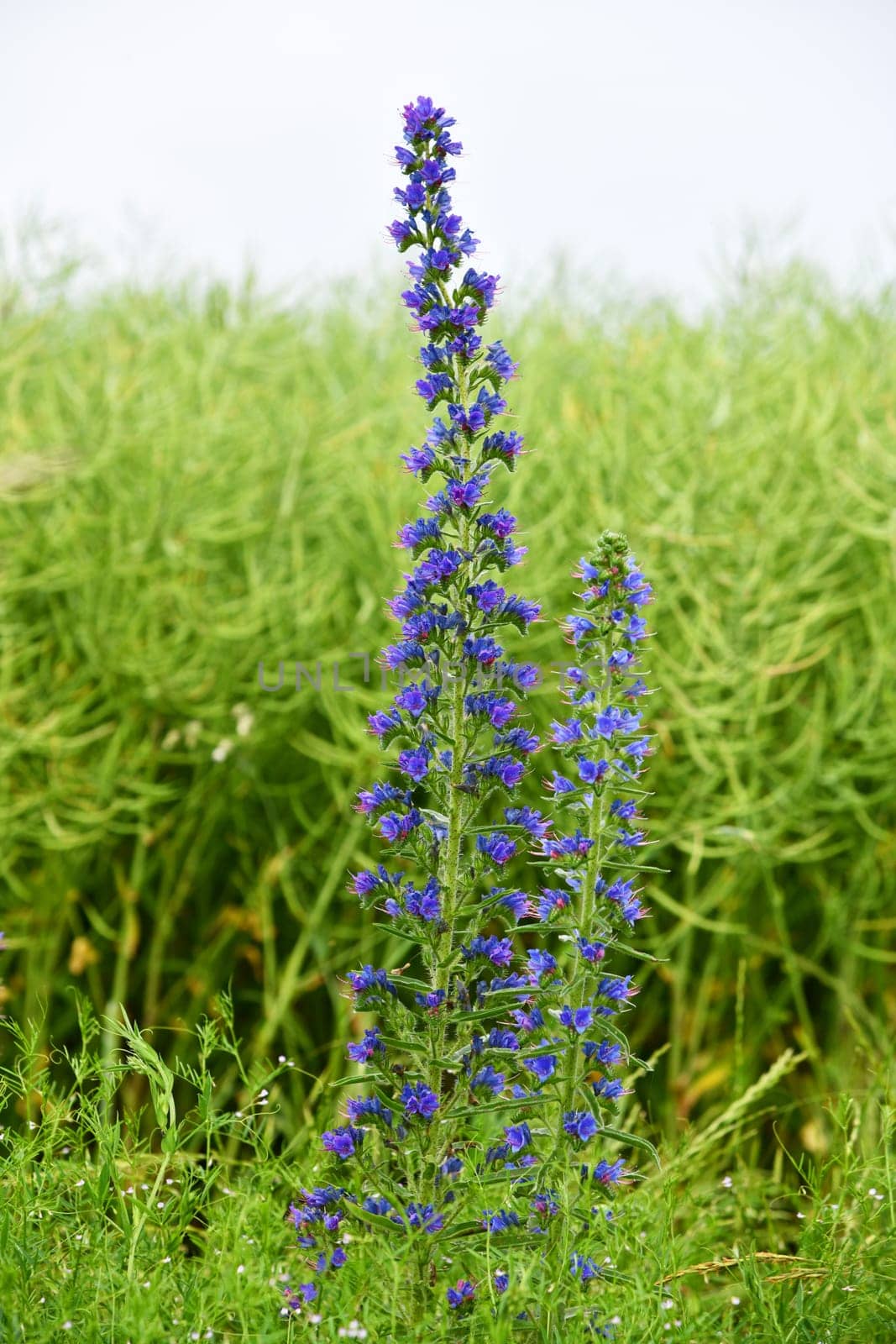Echium vulgare