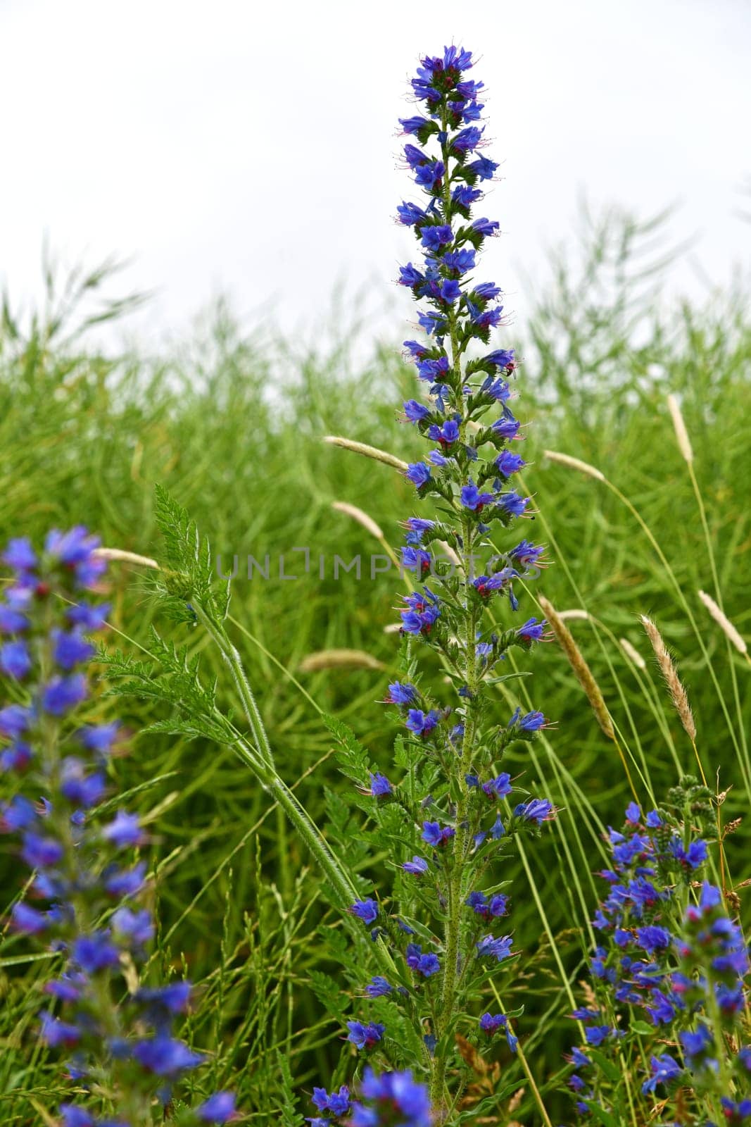 Echium vulgare