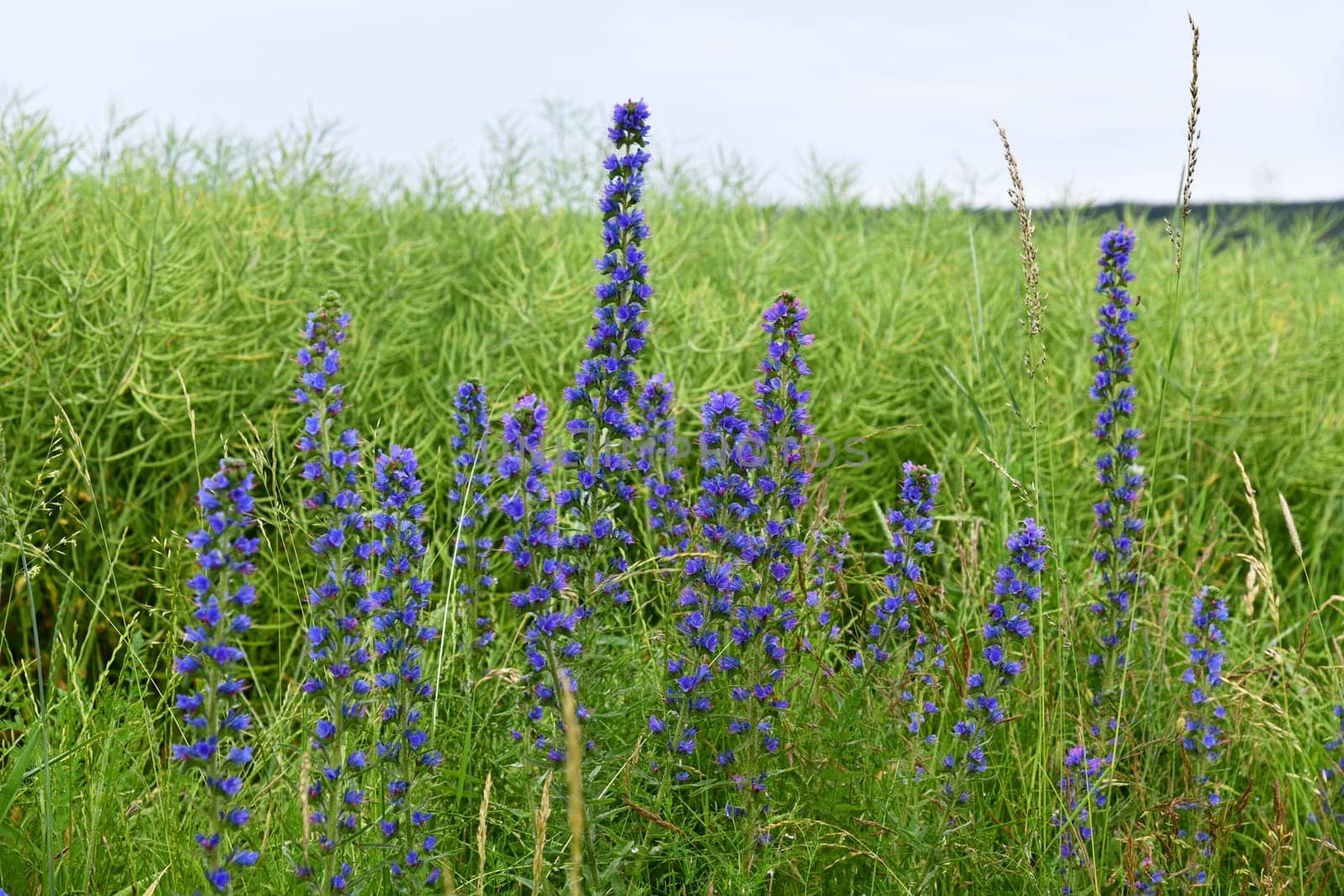 Echium vulgare