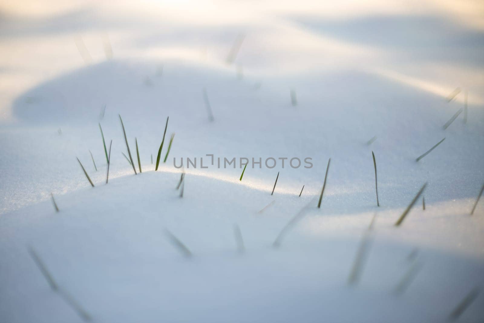 Grass blades in the snow, white background