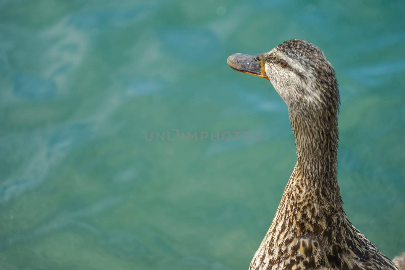 Duck image. Shooting Location: Musashino-shi, Tokyo