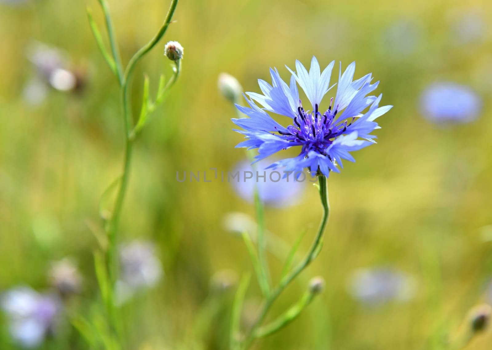 cyanus segetum