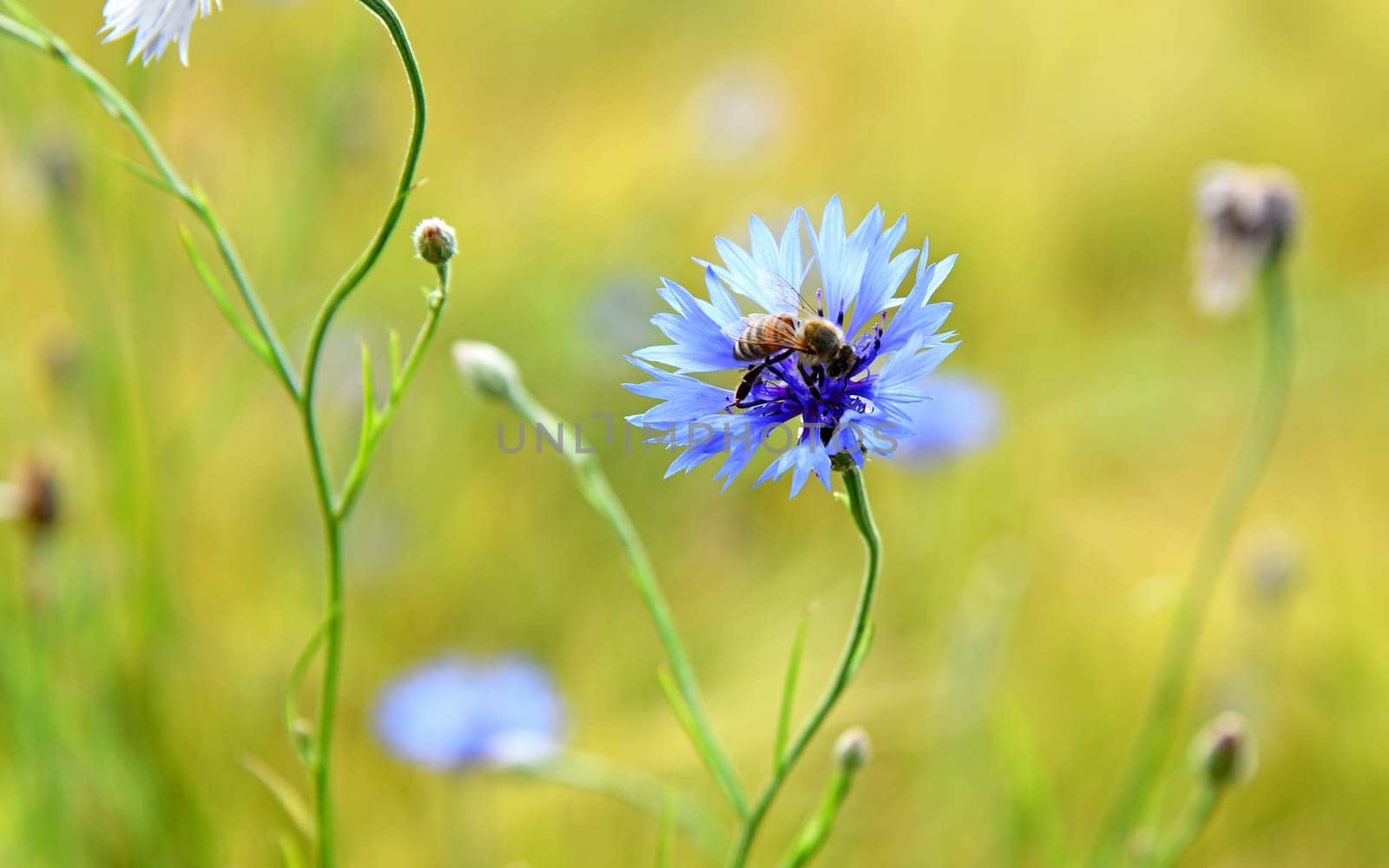 cyanus segetum