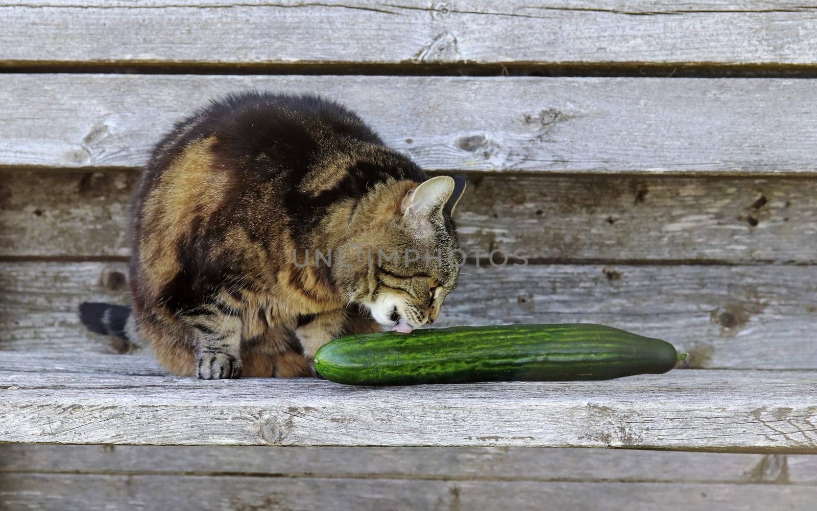 Cats like cucumbers. A cat licks a cucumber