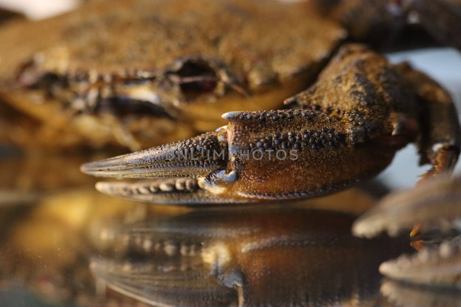 delicious seafood pubescent crab tongs crustacean tweezers