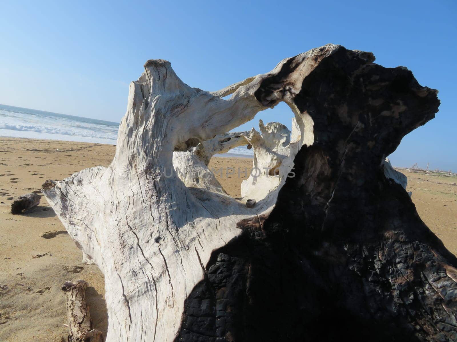 still life on the beach dry trunk burned