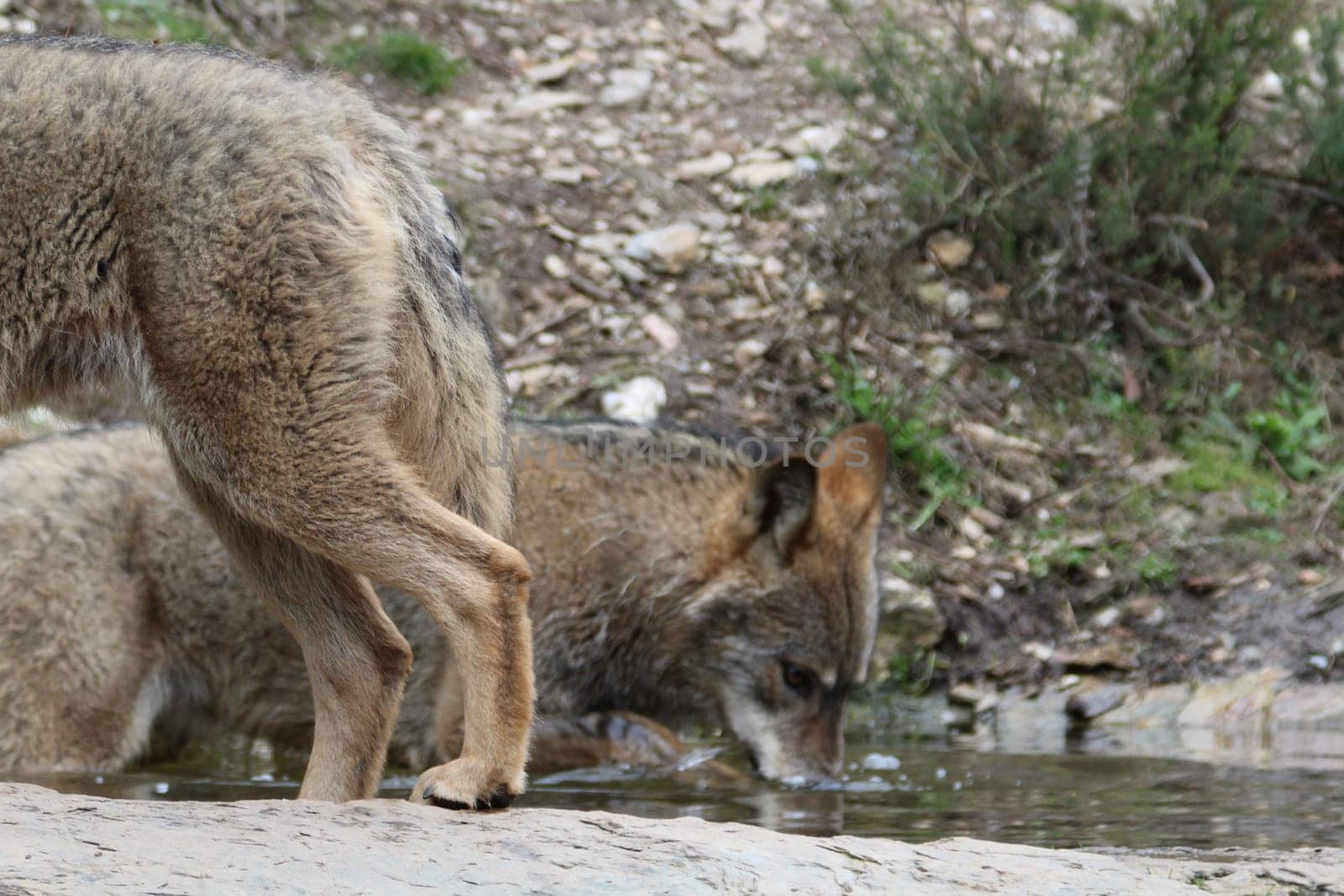 Beautiful iberian wolves in the mount playing in herd preparing the Hunt