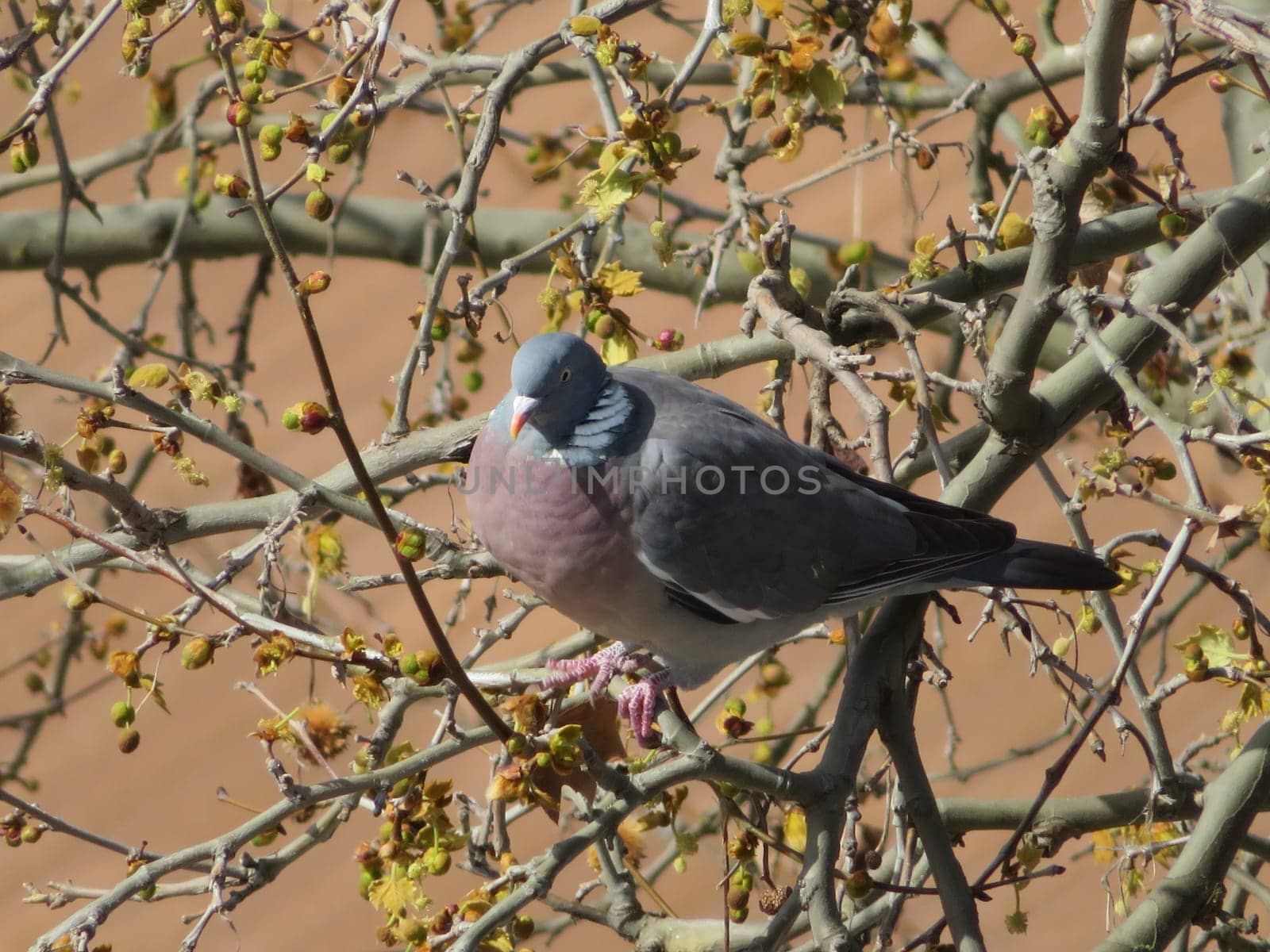 beautiful bird pigeon looking for flight animal food