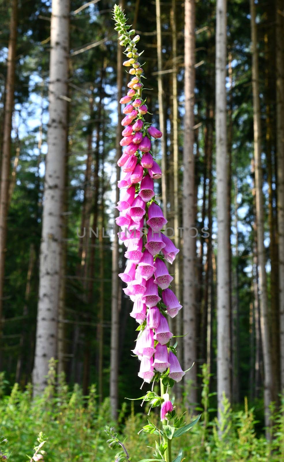 digialis