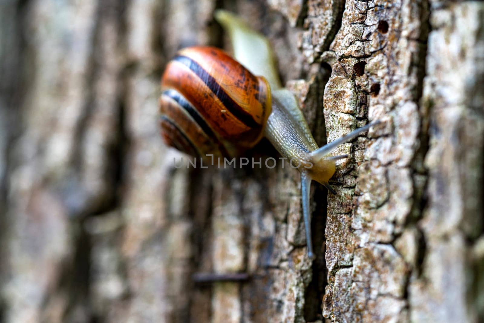 A snail with a colorful shell crawling on a tree