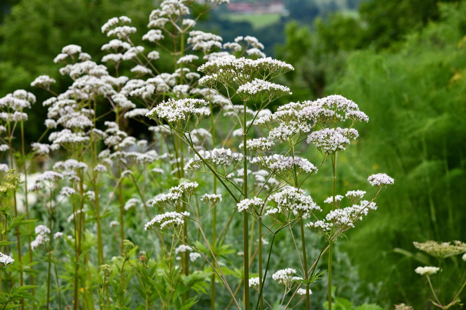 valeriana officinalis