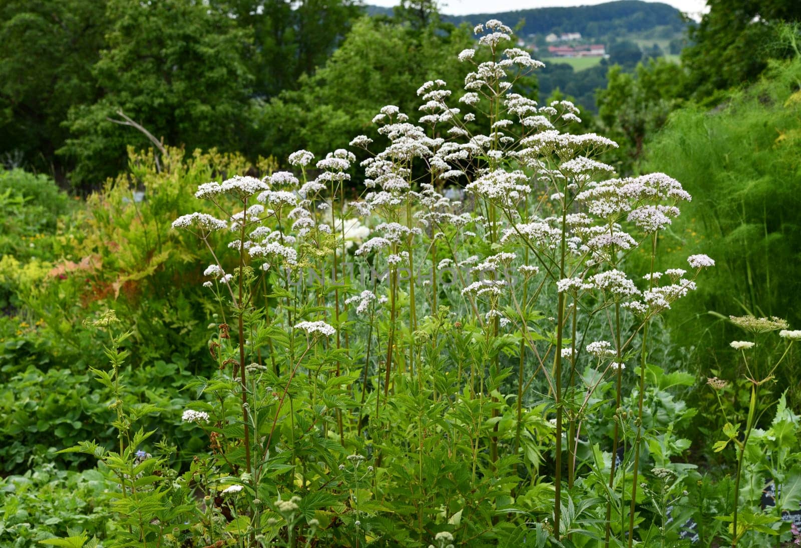 valeriana officinalis