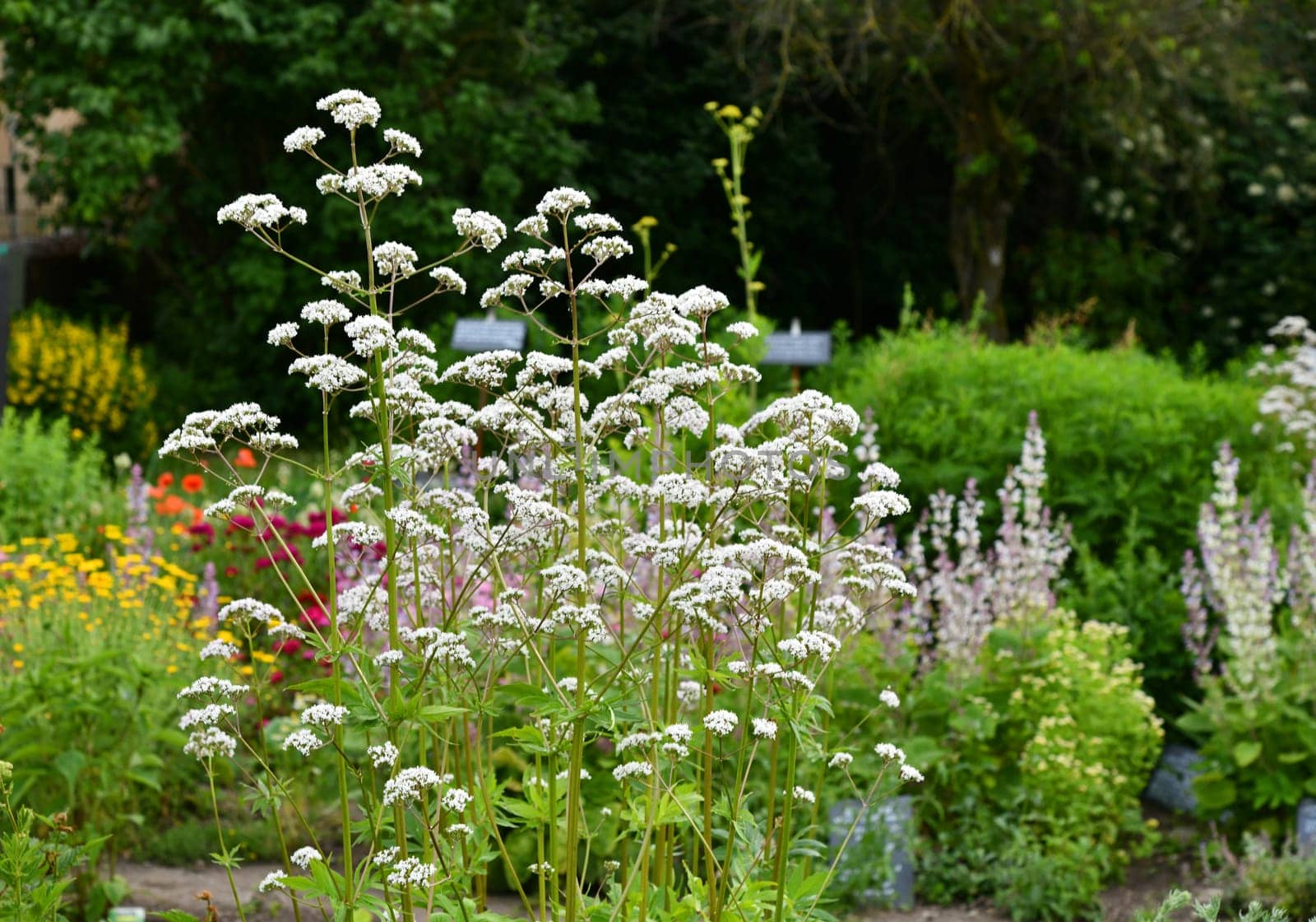 valeriana officinalis