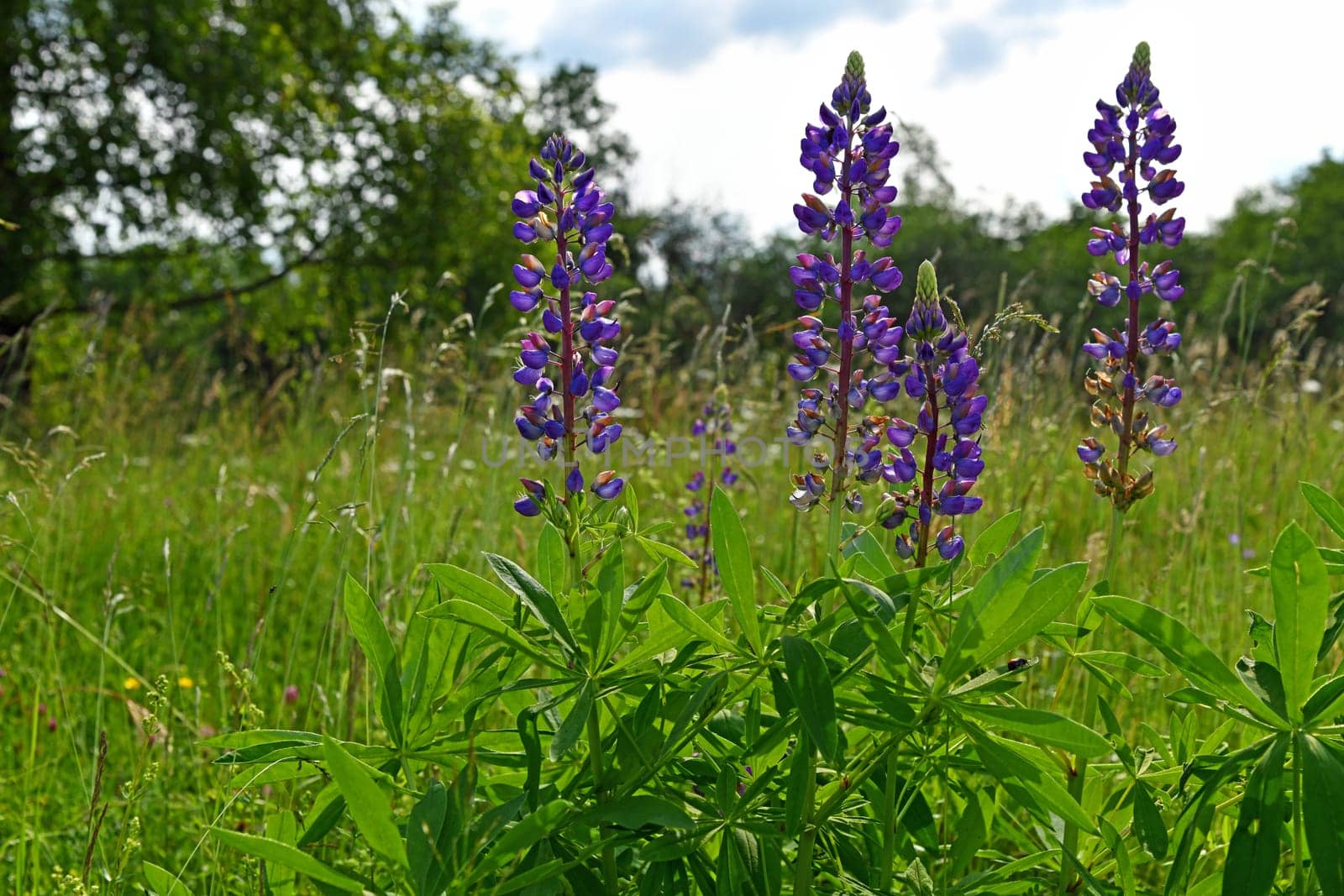 Lupinus