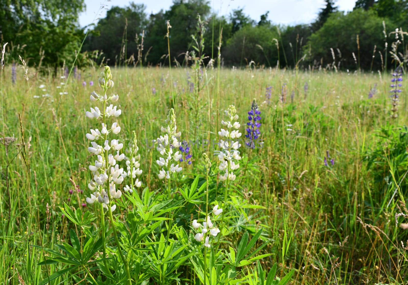 Lupinus