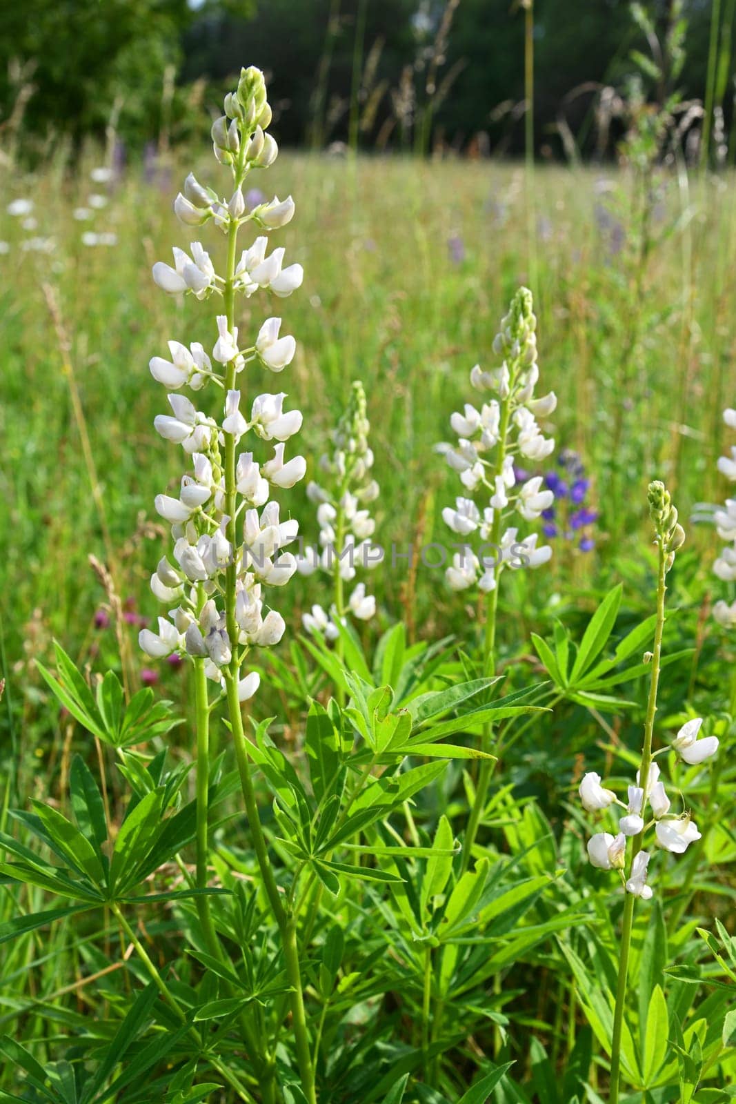 Lupinus