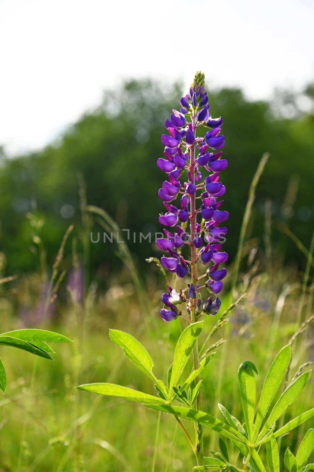 Lupinus