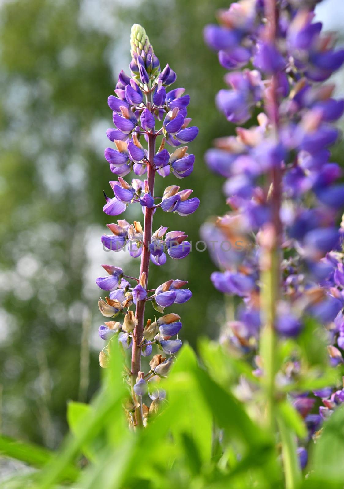 Lupinus