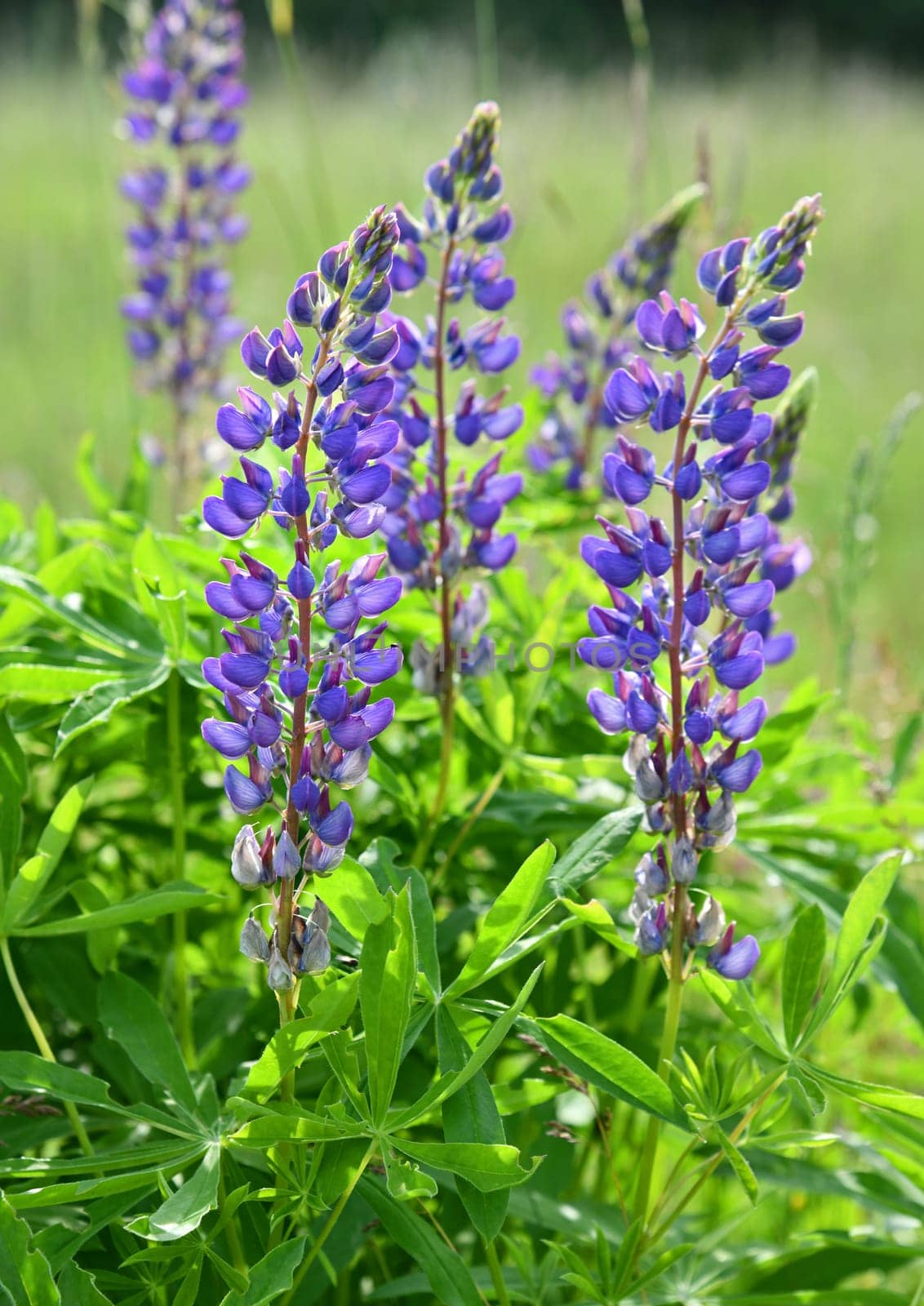 Lupinus