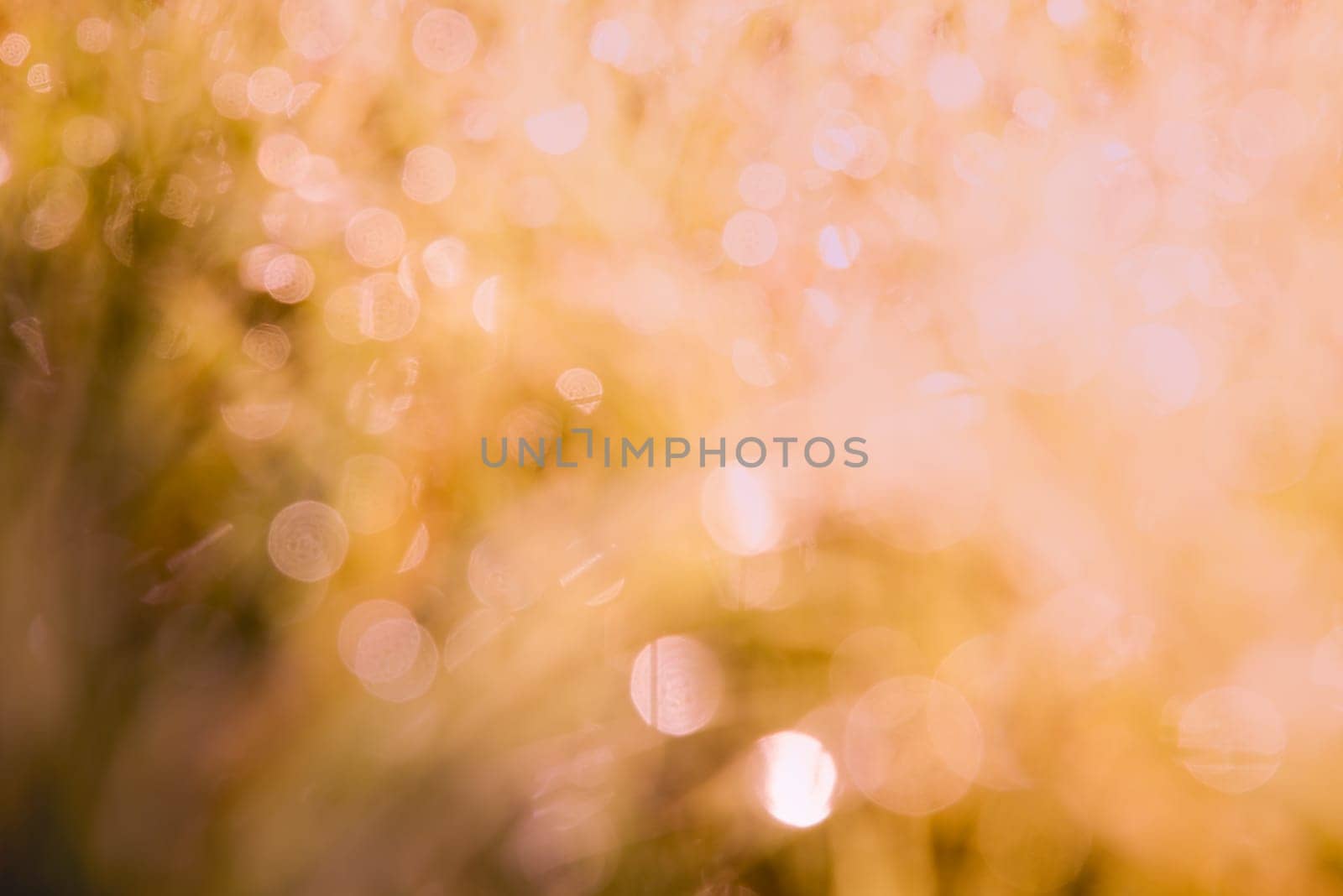 vintage blurry background. dew drop bokeh on backdrop.