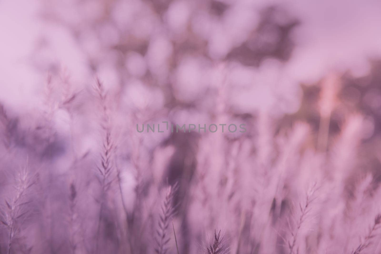 Sweet Vintage Grass Background Abstract natural background green grass with a beautiful bokeh. Dew in an early morning on the top of the grasses.