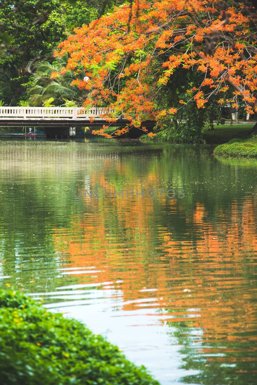 Reflection of tree blooming with orange flower in the water.