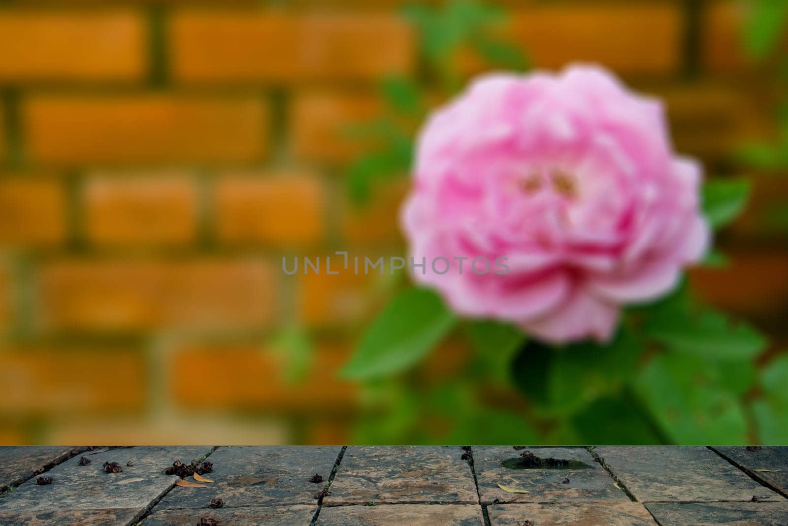 Blurry background on a concrete  floor.the wall Wallpaper Flower On the floor concrete  board parquetry Concept art Design Ideas For interior residential buildings or in the garden.