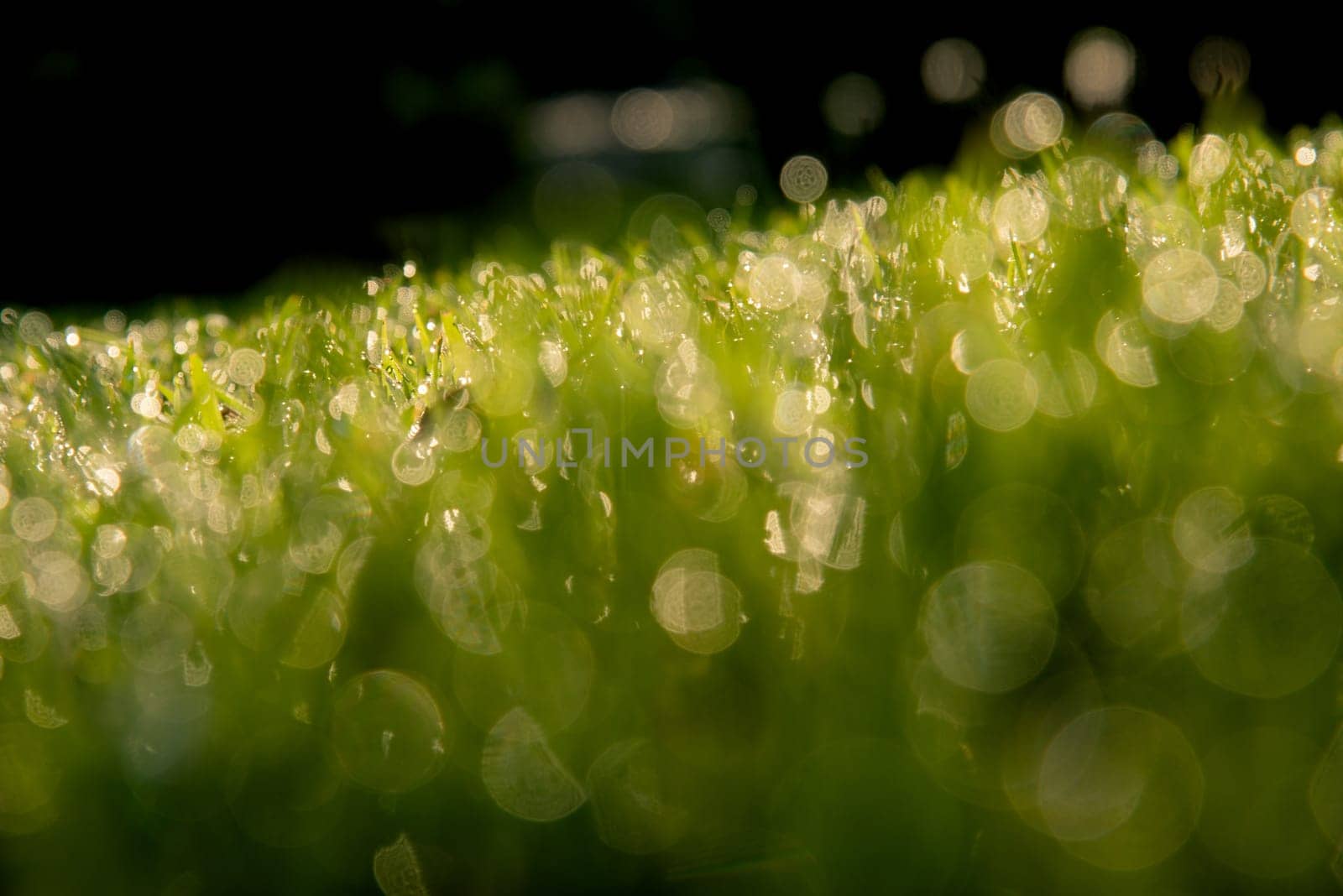 Grass Background : Abstract natural background green grass with a beautiful Bokeh. Dew in an early morning on the top of the grasses.