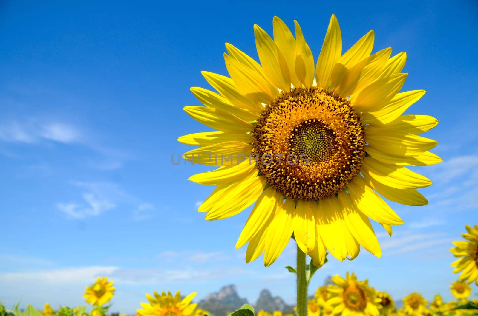 Summer background, bright yellow sunflower over blue sky