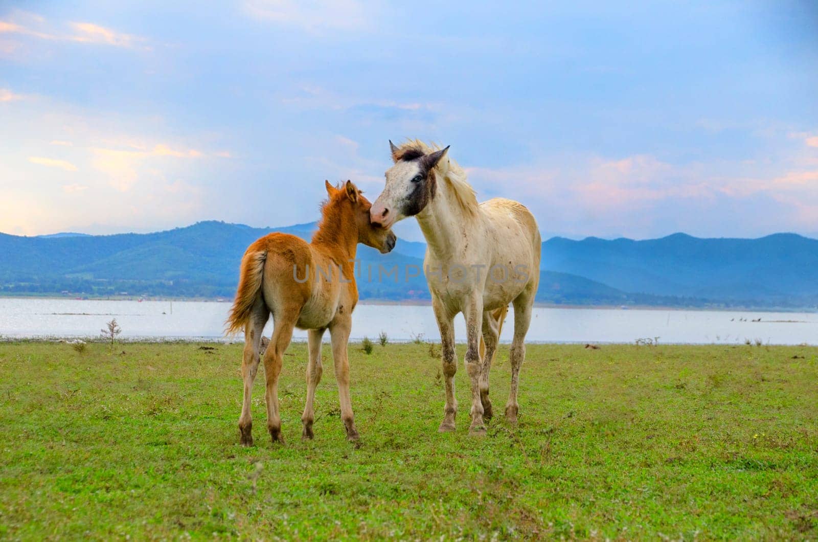Horse on pasture on a daylight with a blue sky