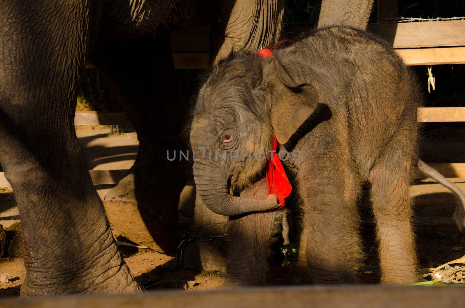 an elephant standing on a rice field in the morning. Elephant village in the north east of Thailand, beautiful relation between man and elephant.