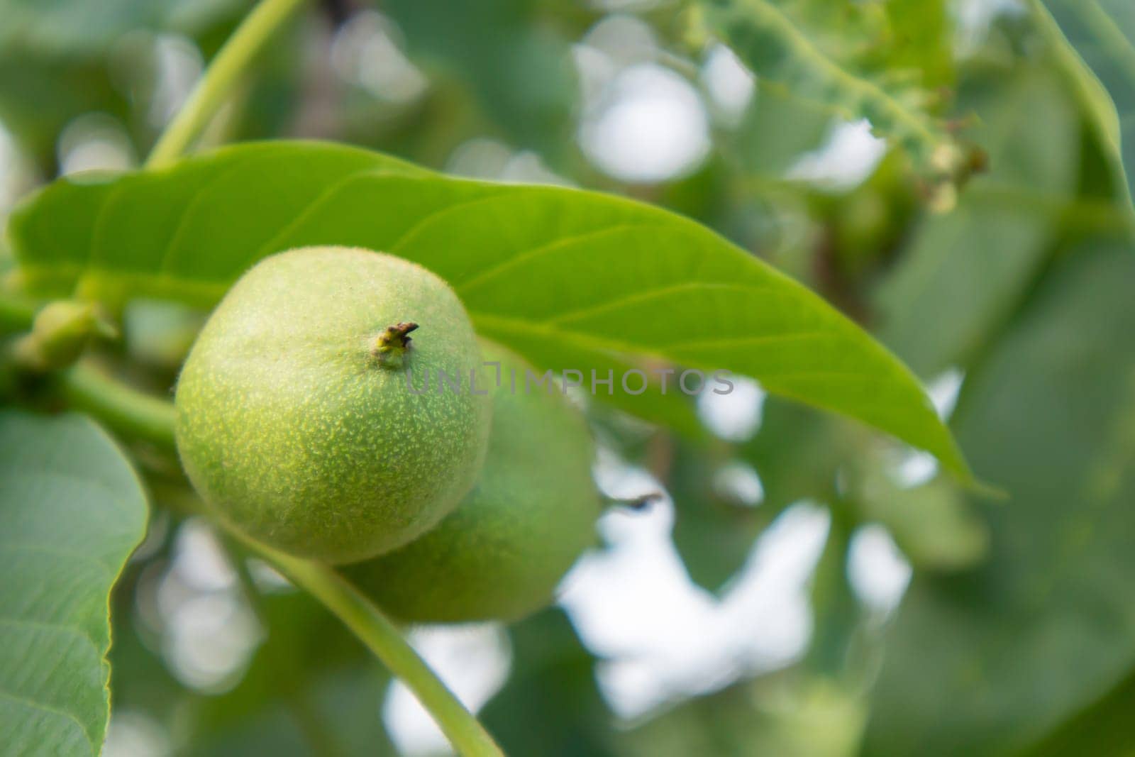 Green young walnuts on the tree. The walnut tree grows waiting to be harvested. Walnut tree close up. Green leaves background