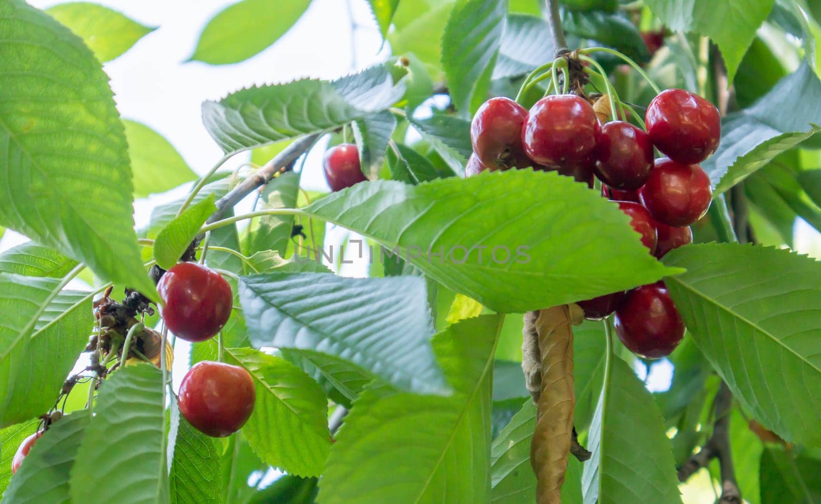 Ripe red and sweet cherry berries hanging from a tree branch before harvest in early summer. A tree with delicious and juicy dark red bird cherry fruits hanging from a tree branch