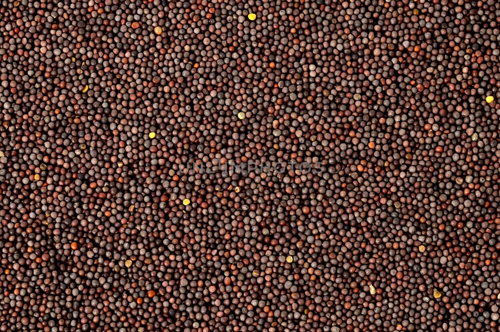 Brown Mustard Seeds on a white background